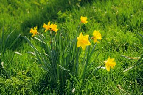 Yellow daffodil Stock Photos