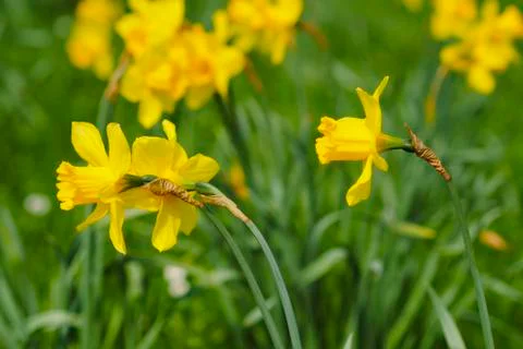 Yellow daffodil Stock Photos