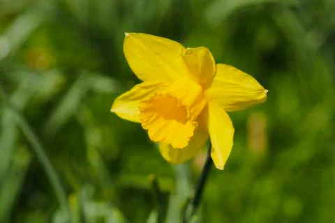 Yellow daffodil Stock Photos