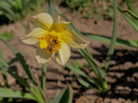 Yellow daffodil Stock Photos