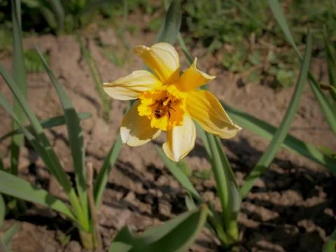Yellow daffodil Stock Photos