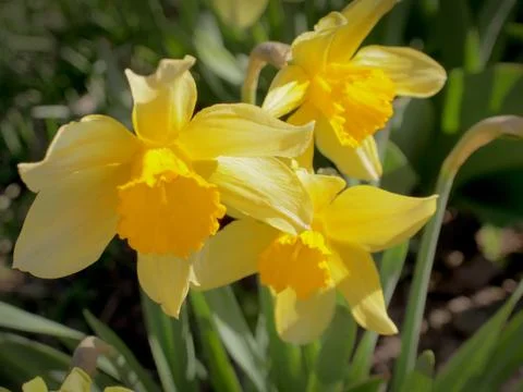 Yellow daffodil Stock Photos