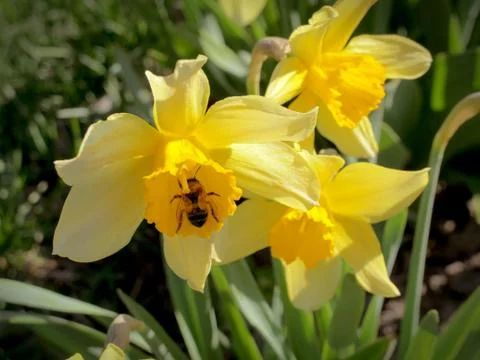 Yellow daffodil Stock Photos