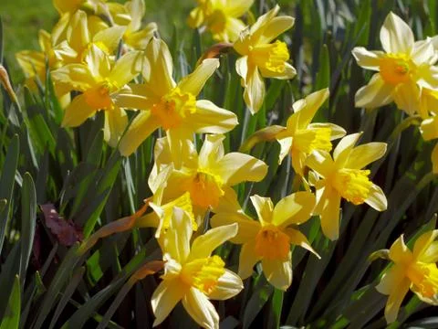 Yellow daffodil Stock Photos