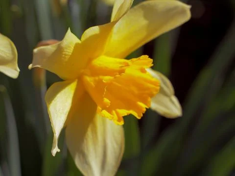 Yellow daffodil Stock Photos