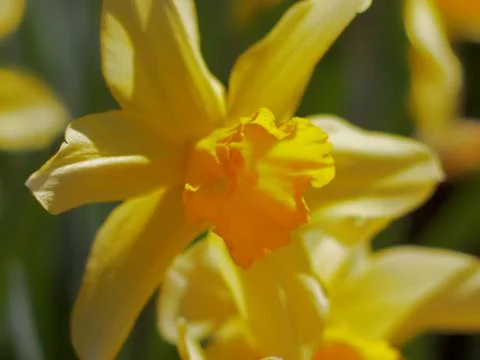 Yellow daffodil Stock Photos