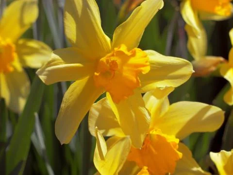 Yellow daffodil Stock Photos