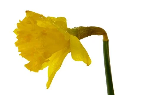 Yellow daffodil Foto stock