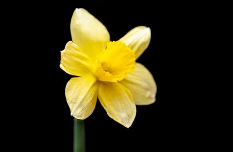 Yellow daffodil Stock Photos