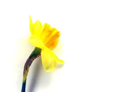 Yellow daffodil on a plain background isolate Foto stock