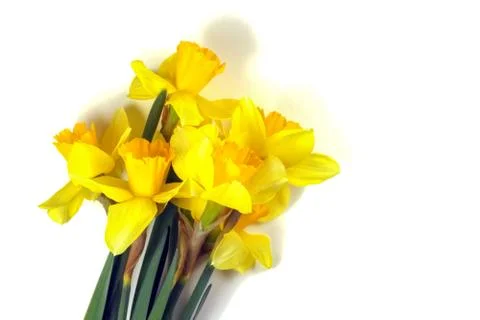 Yellow daffodil on a plain background isolate Photos