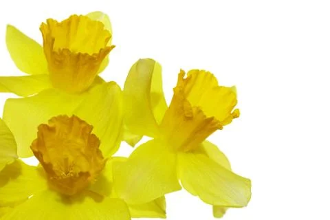 Yellow daffodil on a plain background isolate Foto stock