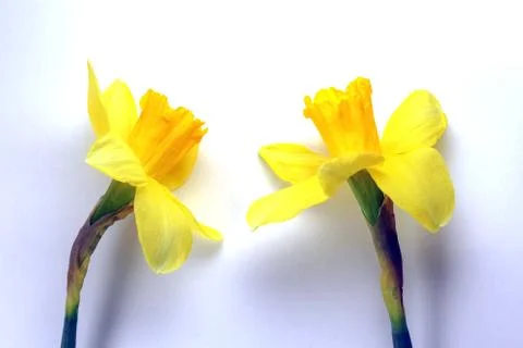 Yellow daffodil on a plain background isolate Stock-Fotos