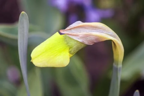 Yellow daffodil on a plain background isolate Stock-Fotos