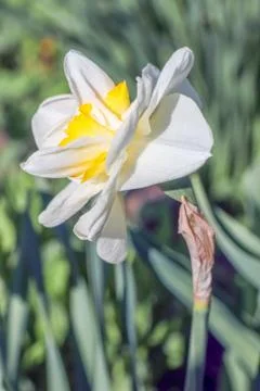 Yellow daffodil on a plain background isolate Photos