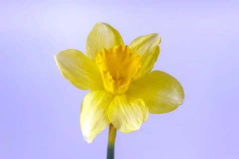 Yellow daffodil on a plain background isolate Stock-Fotos
