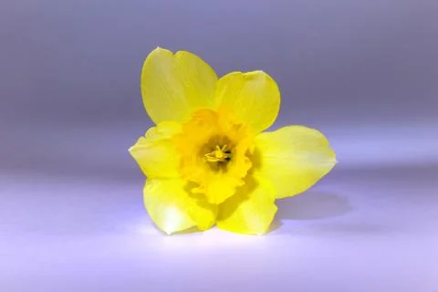 Yellow daffodil on a plain background isolate Stock-Fotos
