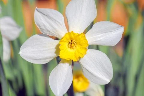 Yellow daffodil on a plain background isolate Stock-Fotos