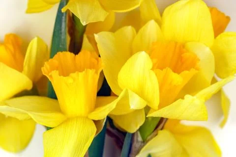 Yellow daffodil on a plain background isolate Stock-Fotos