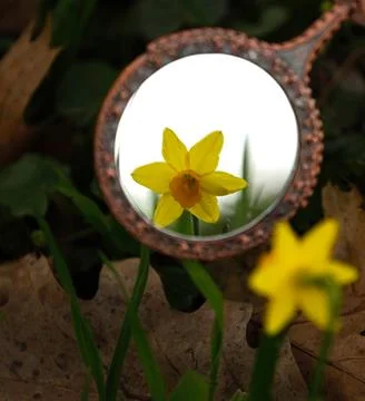 Yellow daffodil reflected in the mirror. Stock Photos