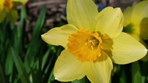 Yellow Daffodil Spring Bloom Closeup. 스톡 동영상 306335470