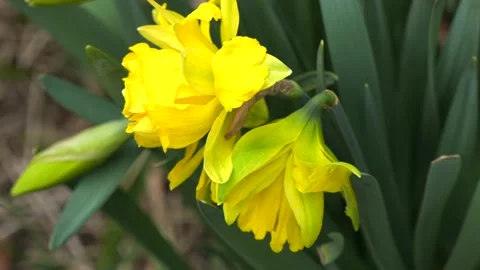 Yellow Daffodil Spring Flower in Rose Thorns Slow Zoom Out and Fast Zoom In Stock Footage 239772542