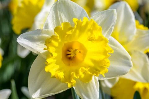 Yellow daffodil in spring time Foto stock