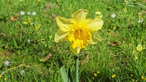 Yellow daffodil in sunlight at springtime and easter with green background Stock Footage 307193547