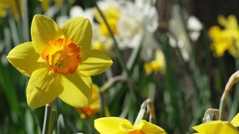 Yellow Daffodil Swaying In Spring Garden Stock Footage 329329659
