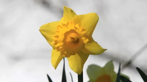 Yellow Daffodil with Waterfall in the Background Stock Footage 922458