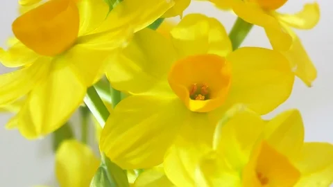 Yellow Daffodil With White Background Stock Footage 81125163