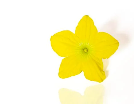 Yellow Daffodil on a white Background. Foto stock