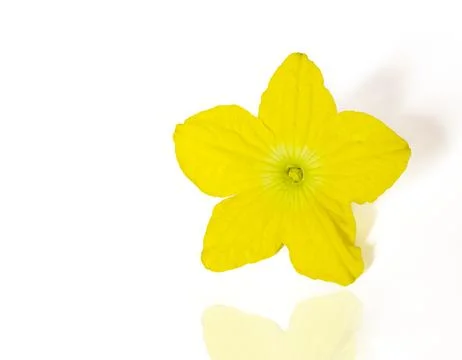 Yellow Daffodil on a white Background. Stock Photos