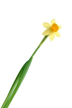Yellow daffodil on white Stock Photos