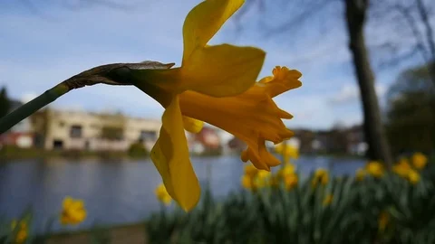 Yellow daffodil in the wind Stock Footage 73663939