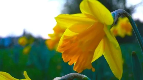 Yellow daffodil in the wind Stock Footage 73798508