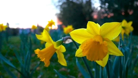 Yellow daffodil in the wind Stock Footage 73798513