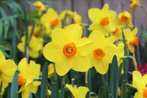 Yellow Daffodills Stock Photos