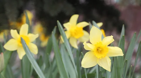 Yellow Daffodils 2 Stock Footage 37157242