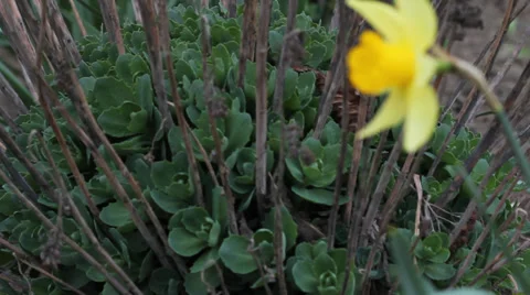 Yellow Daffodils 4 Video stock 37157292
