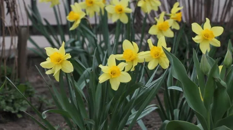 Yellow Daffodils 5 Video stock 58895578