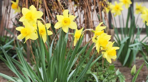 Yellow Daffodils 6 Video stock 37157285