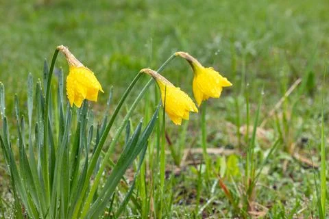Yellow daffodils against the backdrop of spring greenery after rain. Stock Photos