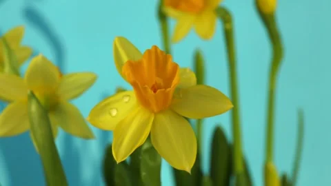 Yellow daffodils against a blue backdrop, symbolizing the start of spring Stock Footage 275256629