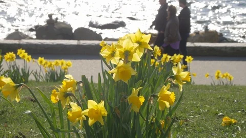 Yellow Daffodils along ocean front walking path Stock Footage 88012564