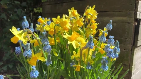Yellow daffodils and blue grape hyacinths Stock Footage 258767273