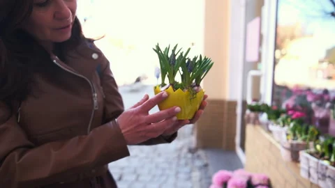 Yellow Daffodils And Bulbs Sprouting In Eggshell Pots Stock Footage 338358088
