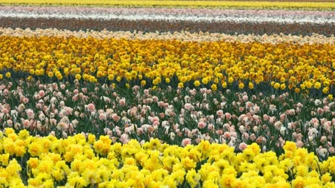 Yellow daffodils and tulip fields blooming in Holland Stock Footage 331056312