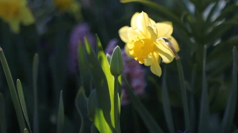 Yellow daffodils and tulips Stock Footage 87827824