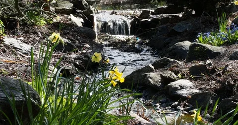 Yellow daffodils and waterfall Stock Footage 127711568